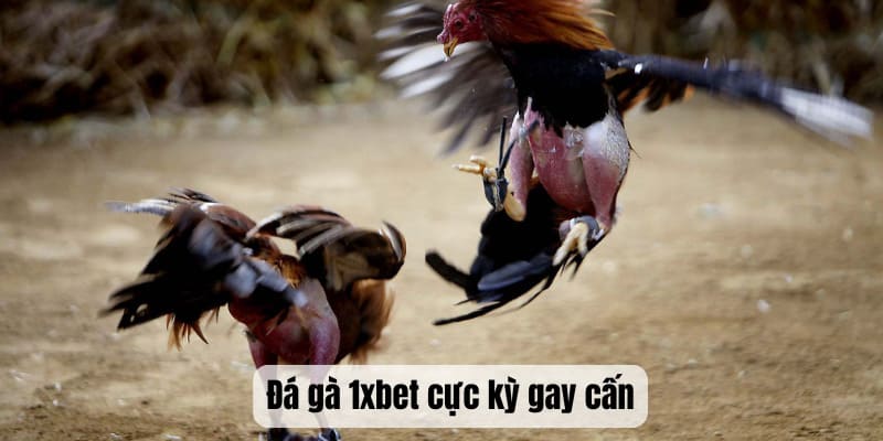 Đá gà cực kỳ gay cấn